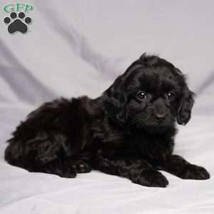 Darla, Cavapoo Puppy